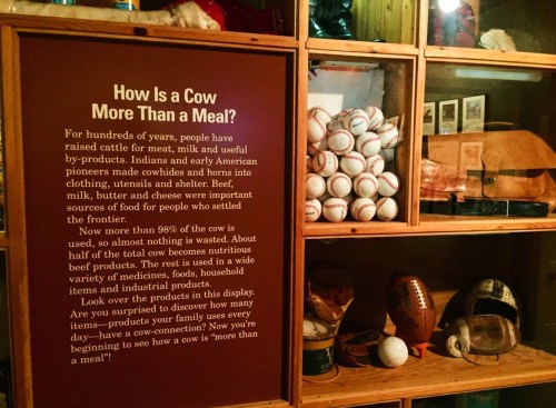 A display featuring a sign about cows, with shelves holding baseballs, hats, and various old sports equipment.