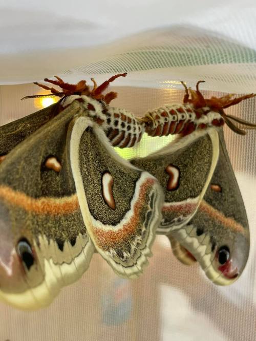 Two large, colorful moths resting close together on a light fabric surface.