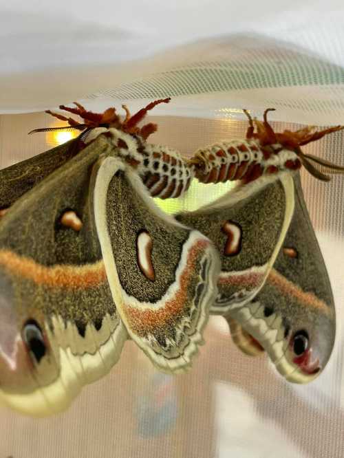 Two large, colorful moths resting close together on a light fabric surface.