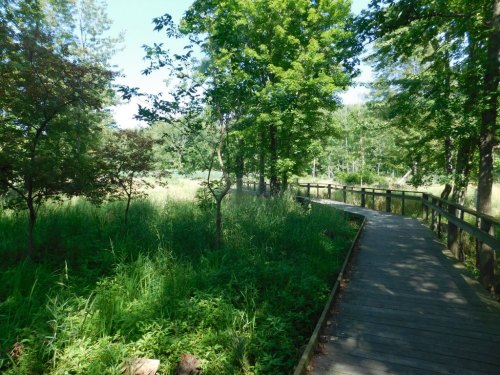A wooden boardwalk winds through a lush green forest with tall trees and vibrant vegetation under a clear blue sky.