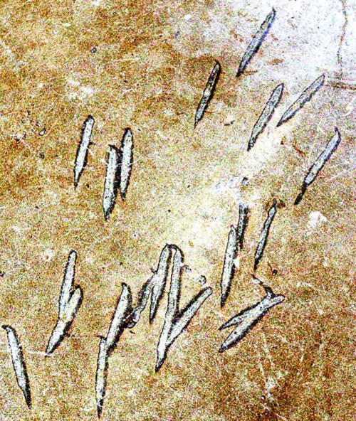 Fossilized tracks of ancient creatures etched into a rocky surface, showing various shapes and sizes.