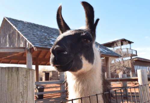 A close-up of a llama's face, with its ears perked up, set against a rustic barn backdrop.