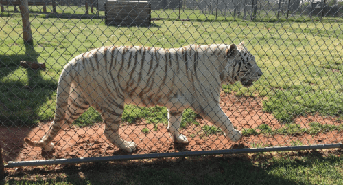 A white tiger walks along a fenced area, with green grass and a blurred background of enclosures.