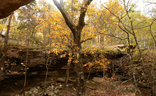 A serene forest scene with a tree and colorful autumn leaves, showcasing rocky terrain and a peaceful atmosphere.