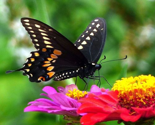 A black butterfly with orange spots perched on vibrant pink and yellow flowers against a blurred green background.
