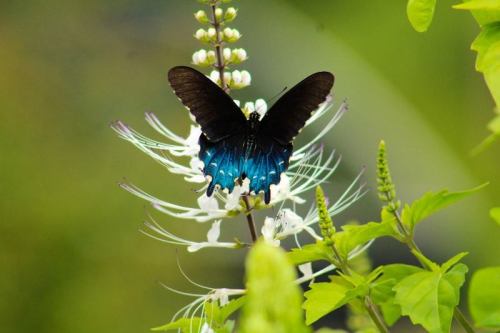 A vibrant blue and black butterfly perched on a white flower, surrounded by green foliage.