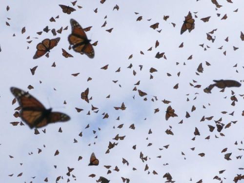 A swarm of orange and black butterflies flying against a cloudy sky.