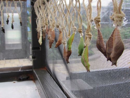 Chrysalis stage of butterflies hanging in a mesh enclosure, showcasing various colors and stages of development.