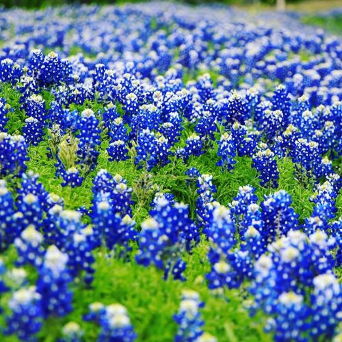 A vibrant field of bluebonnet flowers in full bloom, creating a stunning display of blue and white against green foliage.
