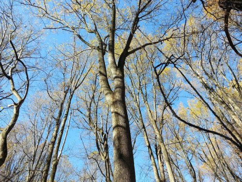 Tall trees with sparse branches and yellow leaves against a clear blue sky in a serene forest setting.