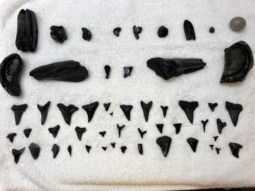 A collection of various black fossilized shark teeth arranged neatly on a white towel.