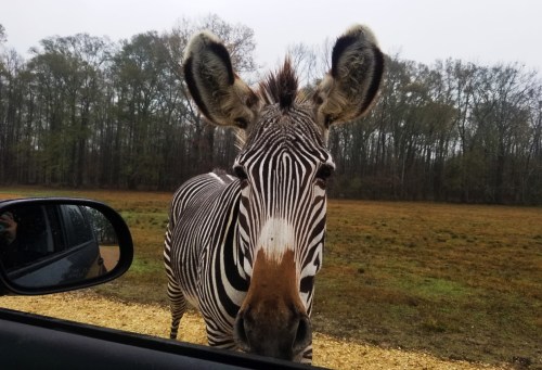 A close-up of a zebra with large ears, peering into a car window, set against a forested background.