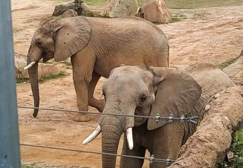 Two elephants in a sandy enclosure, one standing and the other looking towards the camera, with rocks in the background.