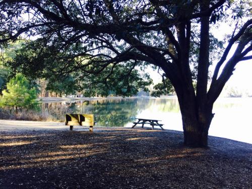 A serene lakeside scene featuring a bench and picnic table under a large tree, with calm water in the background.
