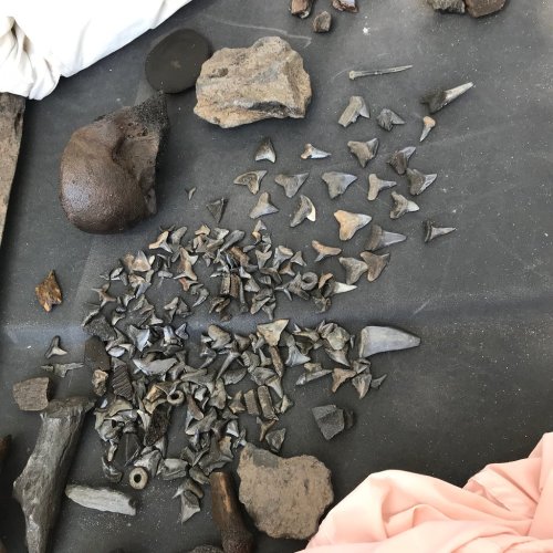 A collection of various fossilized shark teeth and rocks arranged on a dark surface.