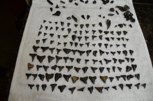A collection of various fossilized shark teeth arranged neatly on a white towel.