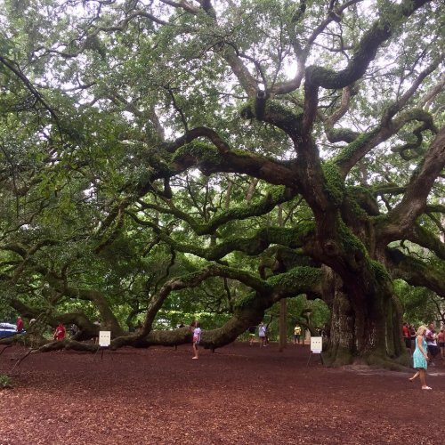 A large, sprawling tree with thick branches and lush greenery, surrounded by visitors on a forested ground.