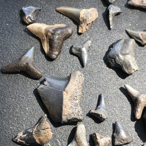 A collection of various fossilized shark teeth displayed on a dark surface.