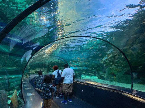 A group of people walking through an underwater tunnel surrounded by various fish and marine life.