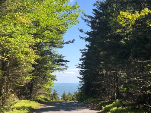 A scenic road lined with lush green trees, leading to a distant view of mountains under a clear blue sky.
