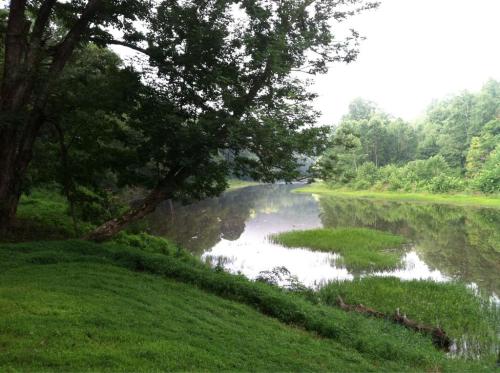A serene river scene with lush green grass, trees, and calm water reflecting the surrounding landscape.