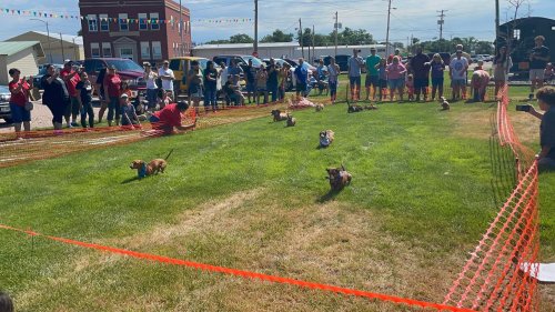 A lively dog race event with several dogs running on grass, surrounded by cheering spectators and colorful decorations.