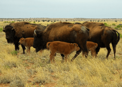 A group of bison and their calves grazing in a grassy field under a cloudy sky.