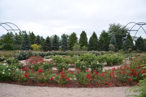 A lush garden filled with blooming roses in various colors, surrounded by green trees under a cloudy sky.