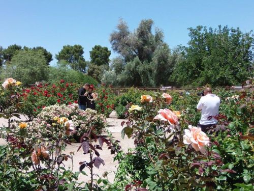 A couple poses for a photo in a vibrant rose garden, surrounded by blooming flowers and greenery.
