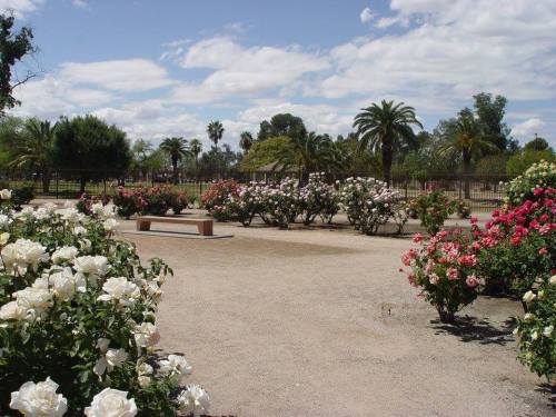 A scenic park with blooming rose bushes in various colors, palm trees, and a bench under a blue sky with clouds.