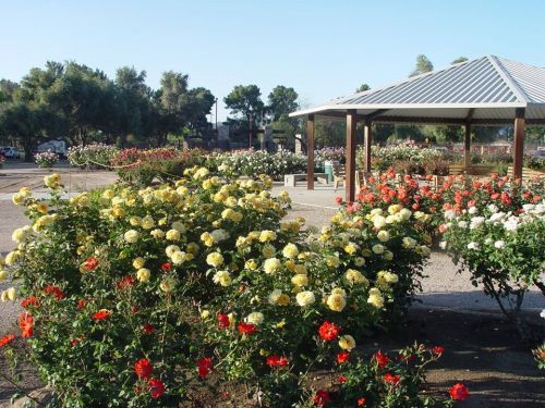 A vibrant garden filled with blooming yellow and red roses, featuring a gazebo in the background under a clear blue sky.