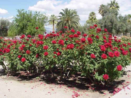A vibrant display of red roses in full bloom, surrounded by green foliage and palm trees under a blue sky.