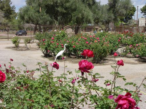 A white heron stands among vibrant pink roses in a garden, with trees and a fence in the background.