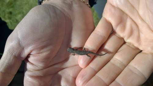 A small lizard resting on an open palm, with another hand holding it gently. Green grass in the background.