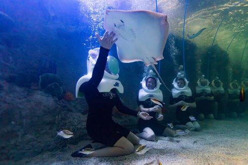A group of people in underwater helmets interact with a stingray in a marine environment. Fish swim nearby.