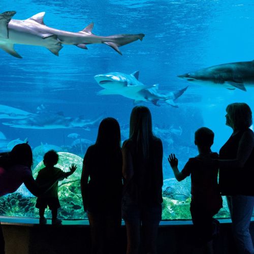 A group of people, including children, watch sharks swimming in a large aquarium tank.