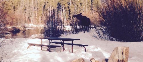 A moose stands near a snowy riverbank, with a picnic table and trees in the background.