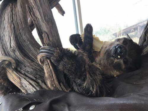 A sloth lounging on a branch, holding a piece of food, with a relaxed expression.