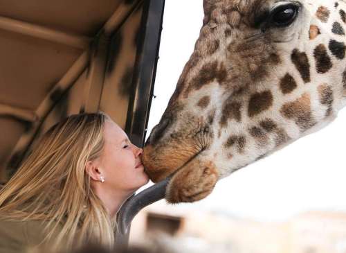 A woman leans in to kiss a giraffe, both sharing a moment of connection in a wildlife setting.