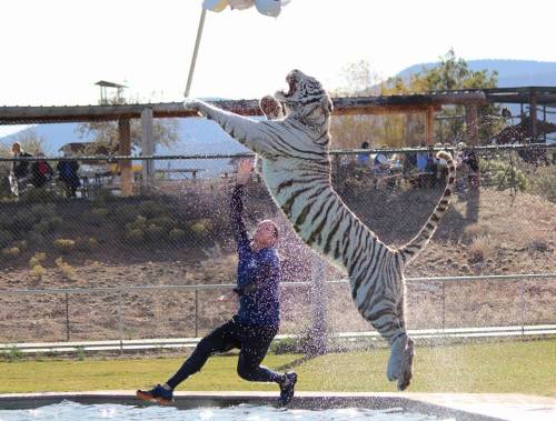 A white tiger leaps out of the water towards a person, creating a splash in a sunny outdoor setting.