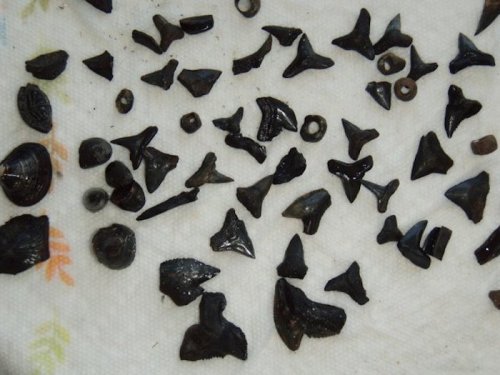 A collection of various black fossilized shark teeth and small shells arranged on a white surface.