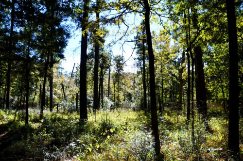 A sunlit forest scene with tall trees and lush greenery, creating a serene and peaceful atmosphere.