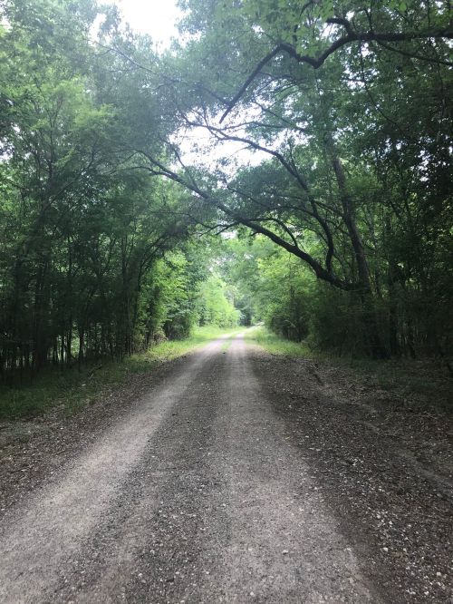 A gravel road lined with lush green trees, creating a natural archway overhead.