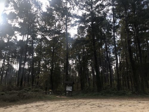 A sandy path leads into a dense forest of tall trees, with a signpost visible in the foreground.