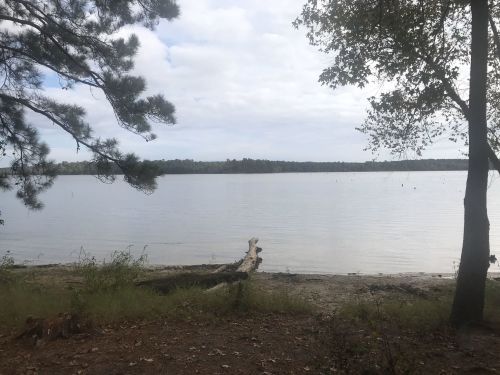 A calm lake surrounded by trees under a cloudy sky, with a sandy shore and a fallen log in the foreground.