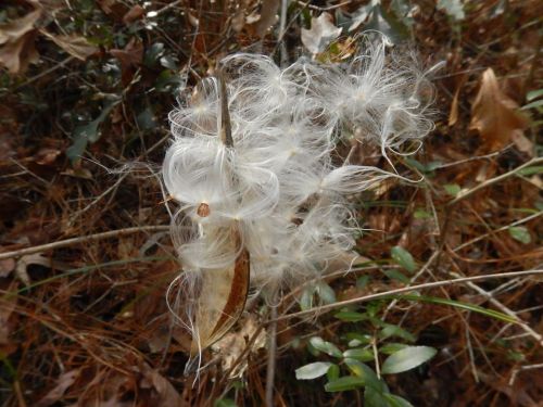Fluffy white seed pods surrounded by dry leaves and greenery in a natural setting.