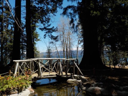 A wooden bridge over a small pond, surrounded by tall trees and a clear blue sky in a serene forest setting.