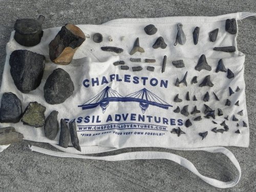 A cloth bag displaying various fossilized shark teeth and rocks, labeled "Charleston Fossil Adventures."