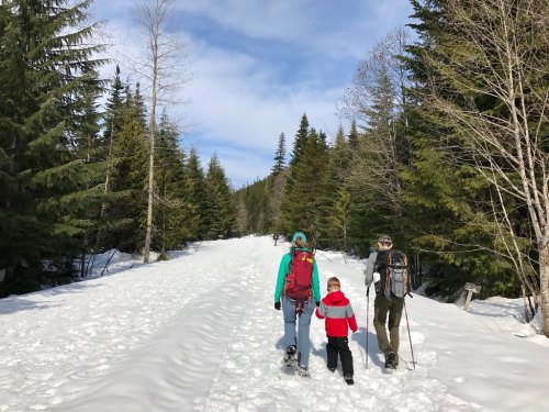 Three people walking on a snowy trail surrounded by tall evergreen trees under a blue sky.
