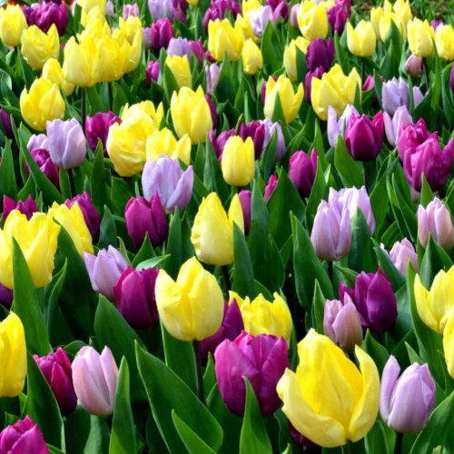 A vibrant field of tulips in various colors, including yellow, purple, and lavender, surrounded by lush green leaves.